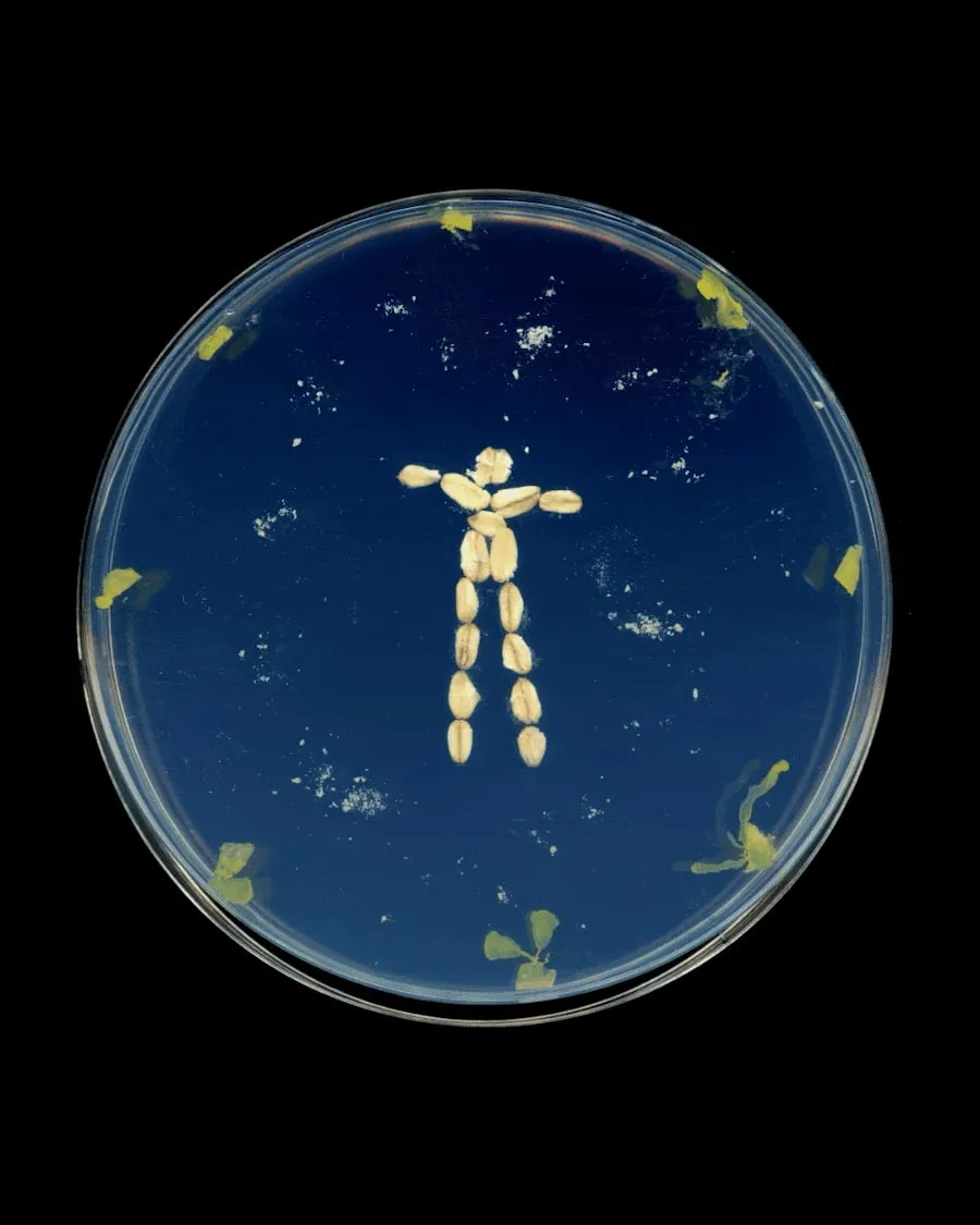 Copos de avena esterilizados colocados en forma de figura humana sobre una placa de agar azul, antes de introducir el moho mucilaginoso