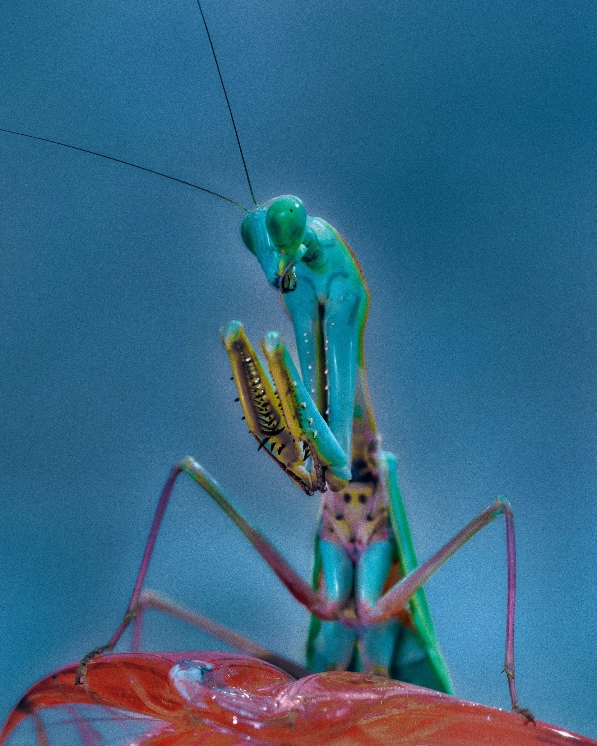 Una mantis verde y turquesa de frente, con las patas delanteras recogidas, sobre un objeto rojo y un fondo azul