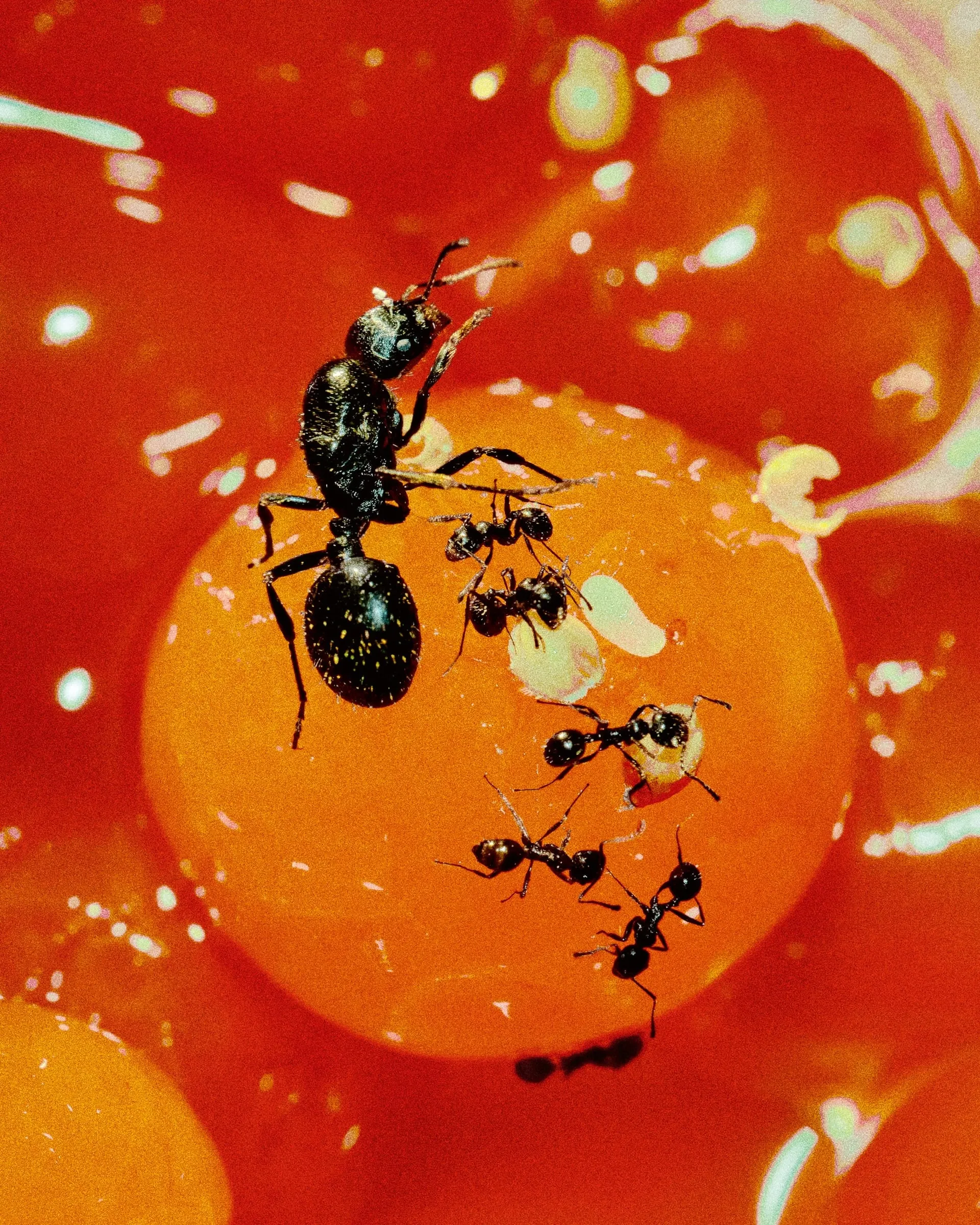 Una hormiga grande y cinco pequeñas sobre una superficie naranja con reflejos blancos y verdes