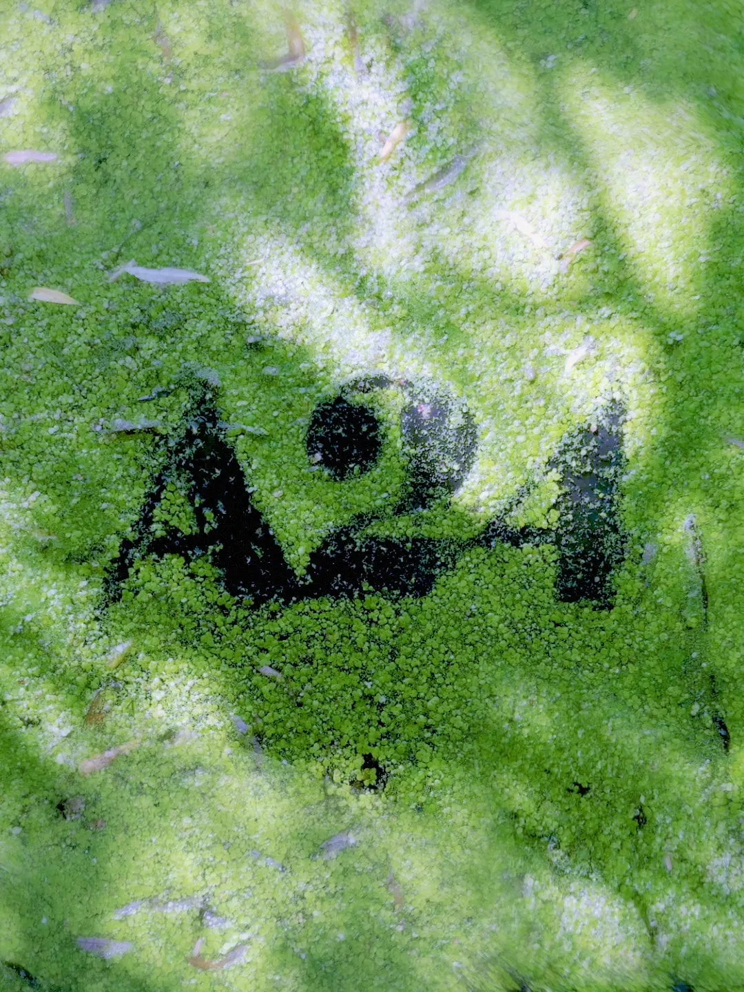 Una alfombra de lentejas de agua verdes sobre un pantano, con el logotipo de A24 dibujado en negro entre ellas