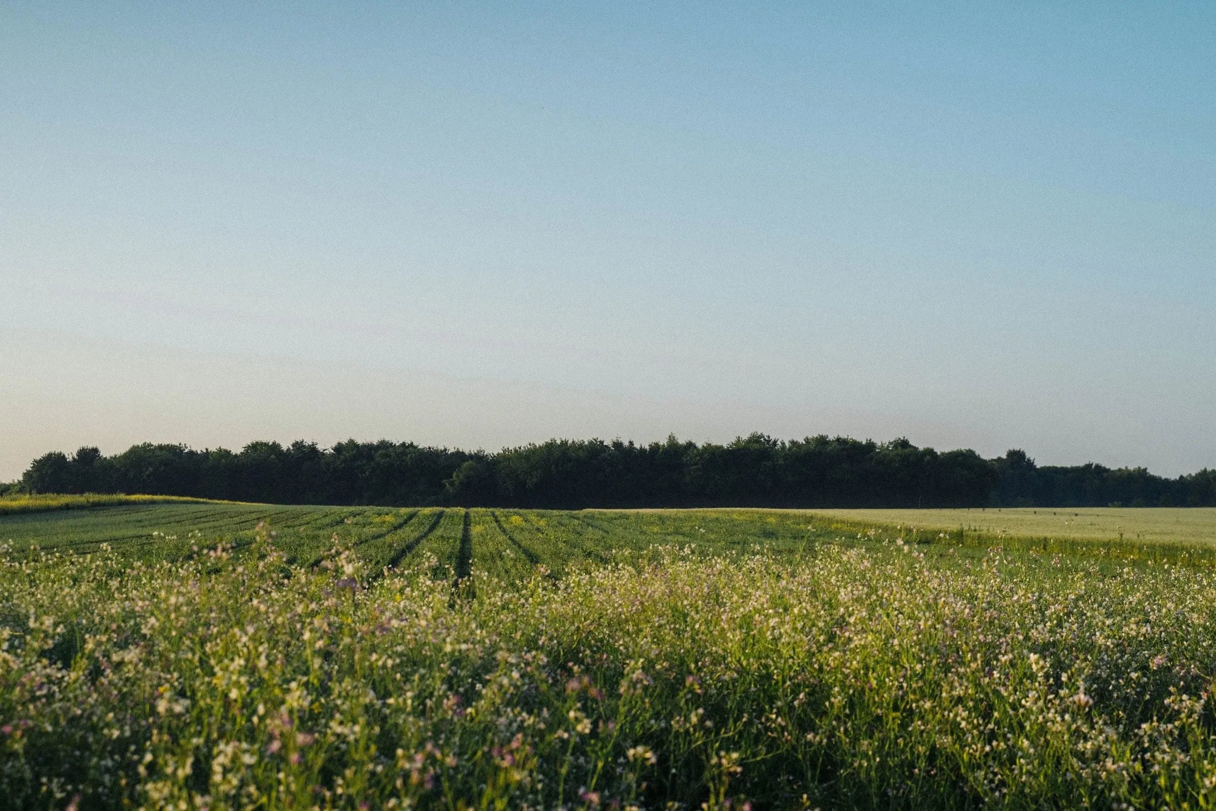 Campo de soja con flores blancas y rosadas al amanecer, con una hilera de árboles al fondo