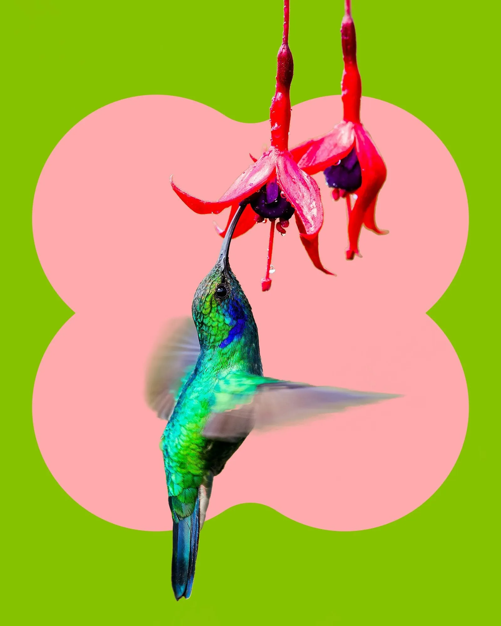 Colibrí de colores brillantes frente a una flor de fucsia sobre una forma rosa de cuatro pétalos y fondo verde lima