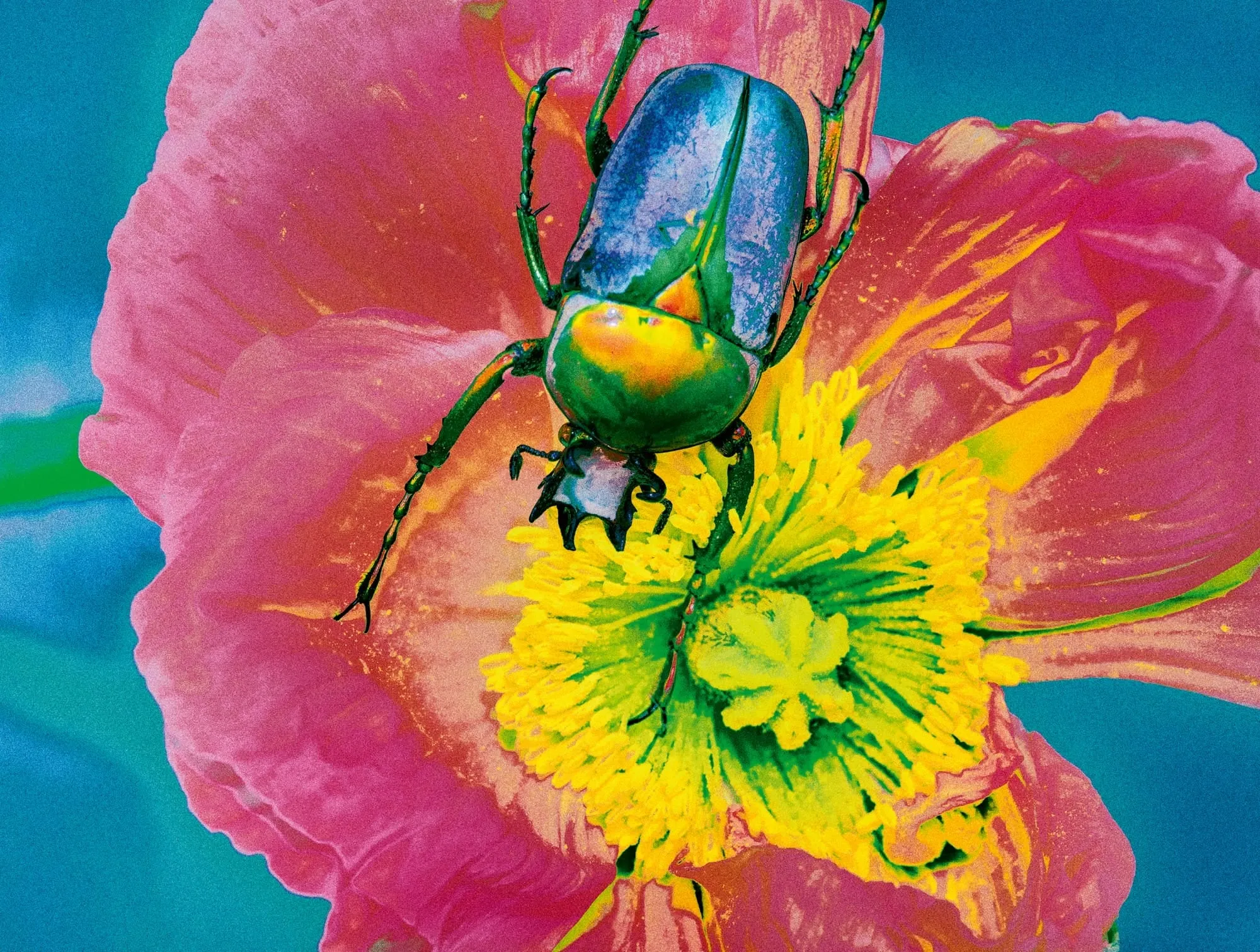 Escarabajo de caparazón azul y verde sobre una flor rosa con el centro amarillo, en una fotografía de colores muy saturados sobre fondo turquesa