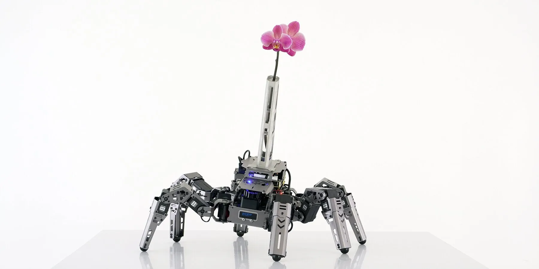 Robot de seis patas metálicas con un jarrón alargado de aluminio y vidrio sobre el cuerpo, del que sale una orquídea rosa, sobre fondo blanco